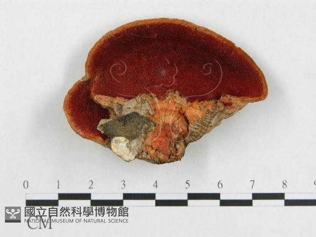 登錄號:F0005913藏品圖，第5張