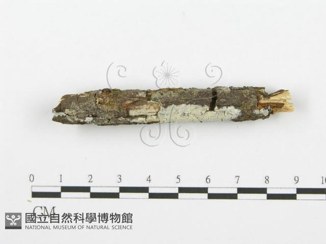 齒耳菌屬藏品圖，第5張