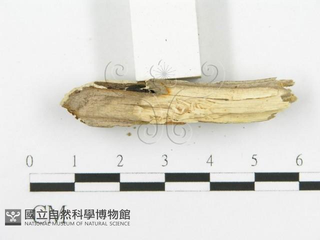 登錄號:F0020513藏品圖，第5張