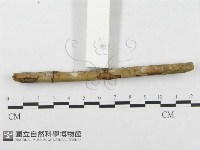 登錄號:F0002513藏品圖，第5張