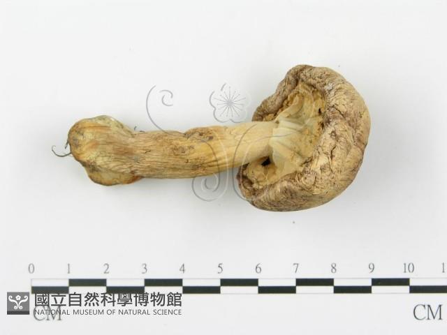 登錄號:F0016013藏品圖，第5張