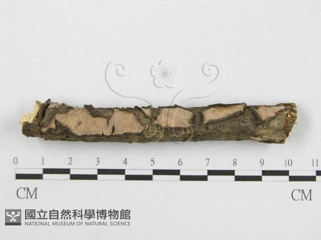 筍殼菌屬藏品圖，第5張