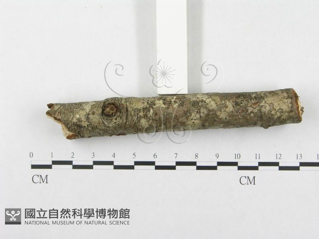登錄號:F0002953藏品圖，第5張