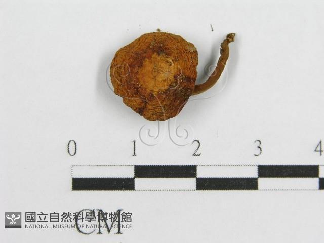 登錄號:F0012953藏品圖，第5張
