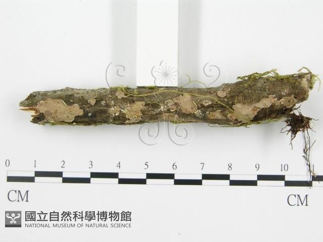 登錄號:F0013453藏品圖，第5張