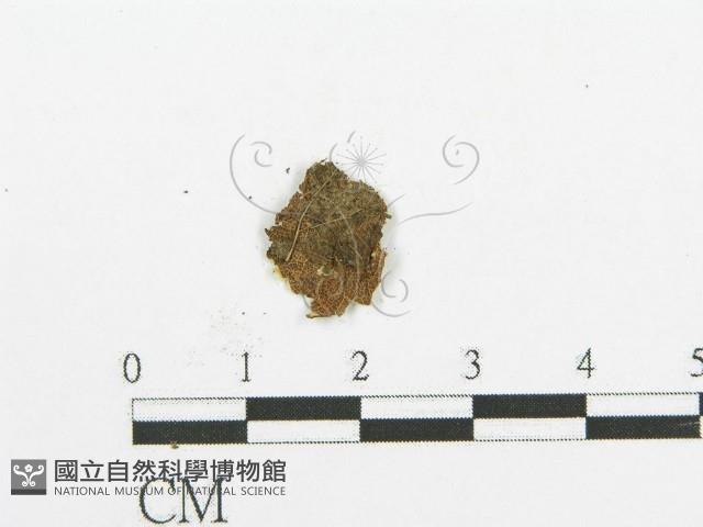 登錄號:F0015753藏品圖，第5張