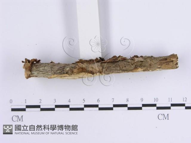 韌革菌屬藏品圖，第5張