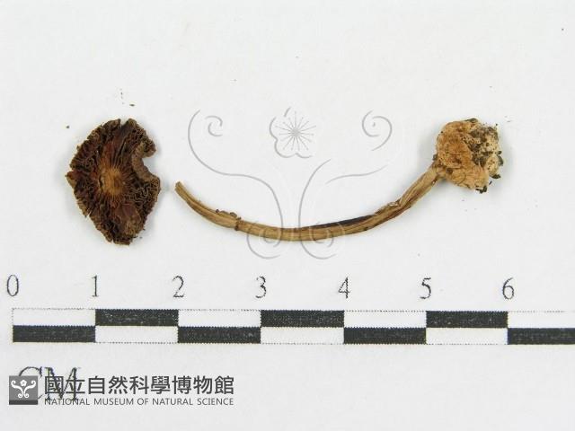 登錄號:F0019153藏品圖，第5張