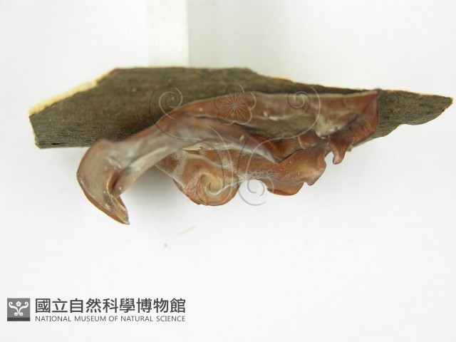 木耳藏品圖，第5張