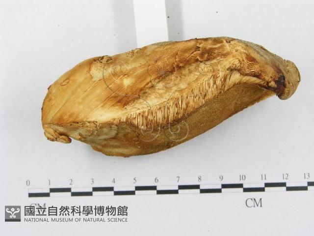 登錄號:F0008243藏品圖，第5張
