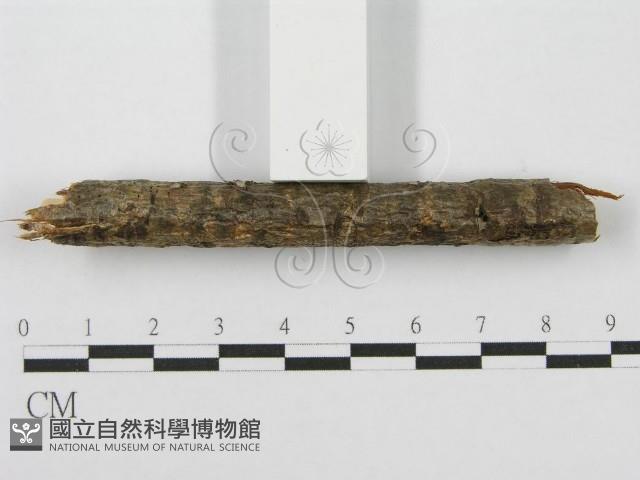筍殼菌屬藏品圖，第5張