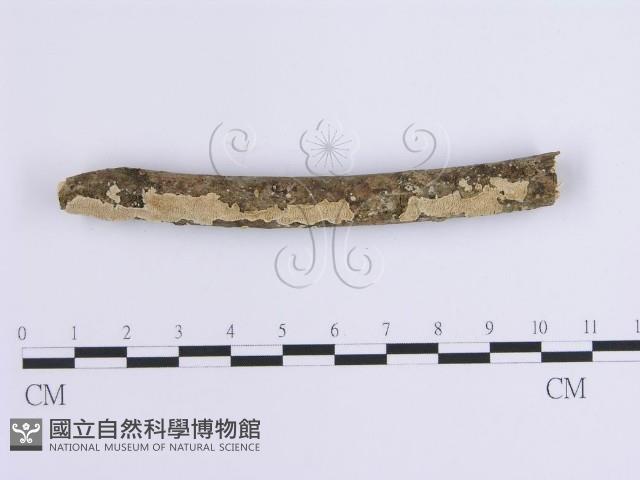 登錄號:F0001643藏品圖，第5張