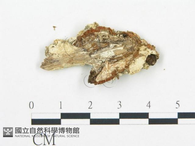 登錄號:F0017443藏品圖，第5張