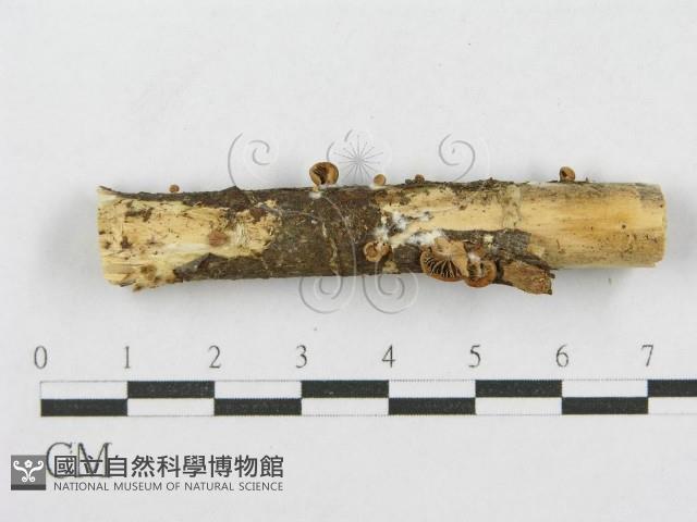 登錄號:F0010743藏品圖，第5張