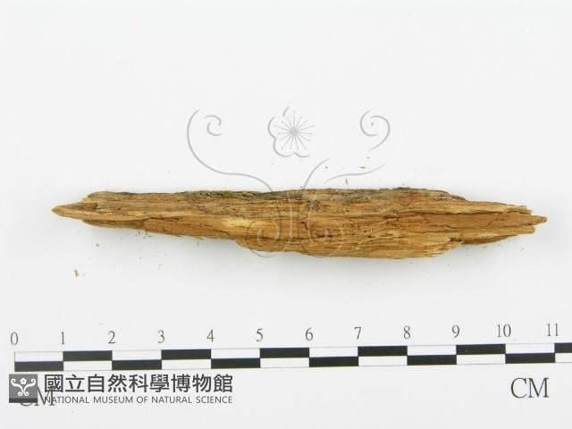 登錄號:F0005743藏品圖，第5張