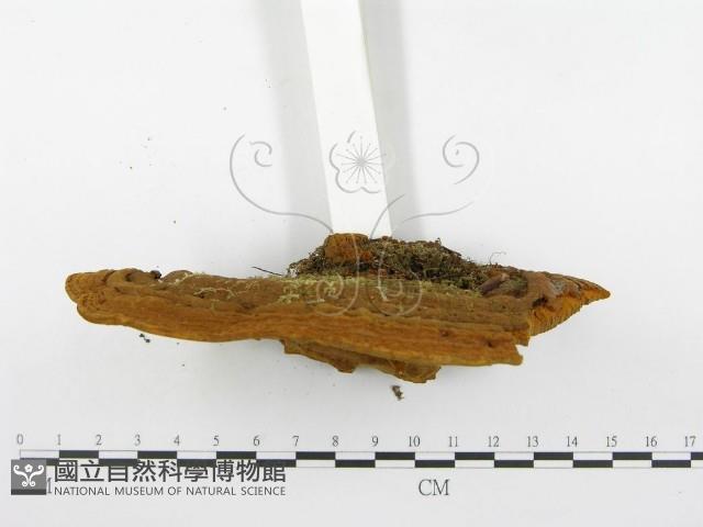 登錄號:F0001343藏品圖，第5張