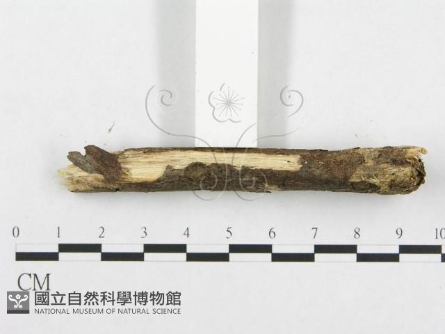 登錄號:F0001233藏品圖，第5張