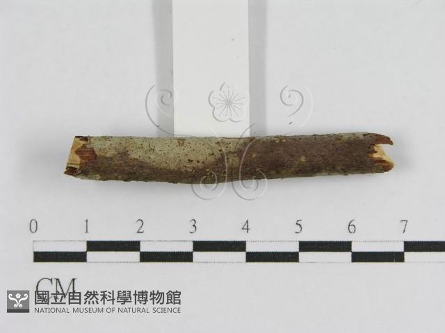 登錄號:F0012833藏品圖，第5張
