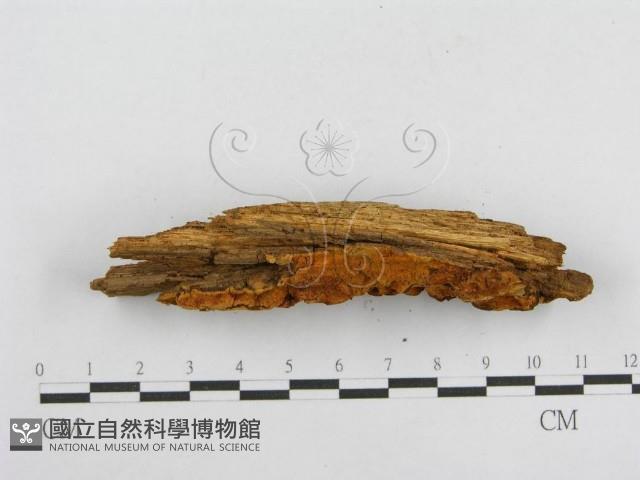 館號:F0000933藏品圖，第5張