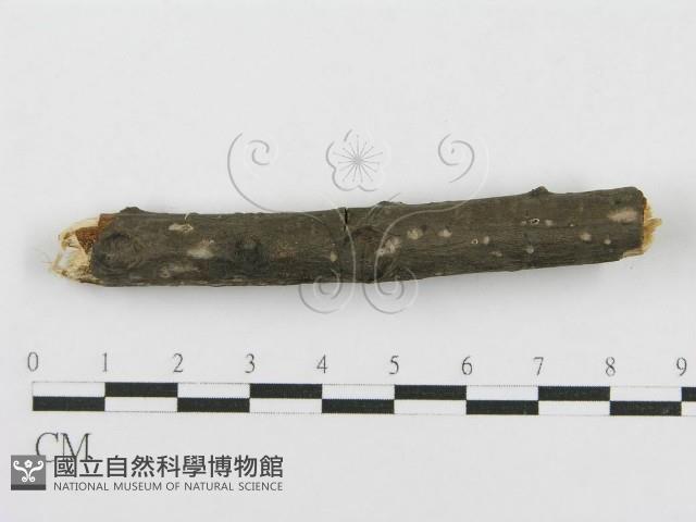 登錄號:F0016933藏品圖，第5張
