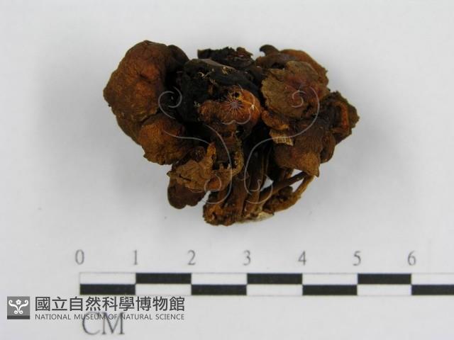 登錄號:F0002633藏品圖，第5張