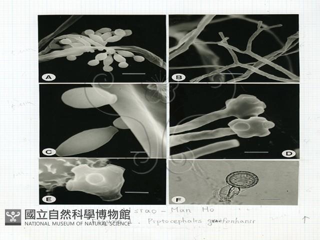 登錄號:F0018433藏品圖，第5張