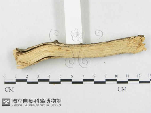 革墊菌屬藏品圖，第5張