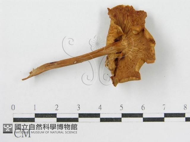 登錄號:F0004873藏品圖，第5張