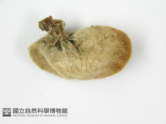 登錄號:F0002673藏品圖，第5張