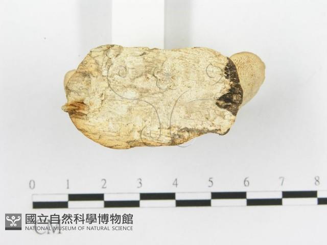 登錄號:F0020473藏品圖，第5張
