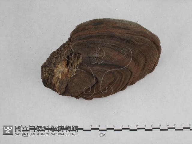 登錄號:F0014473藏品圖，第5張