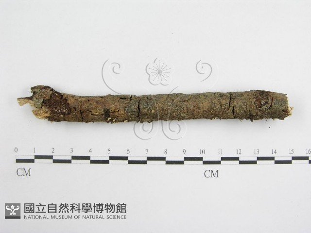 登錄號:F0007473藏品圖，第5張
