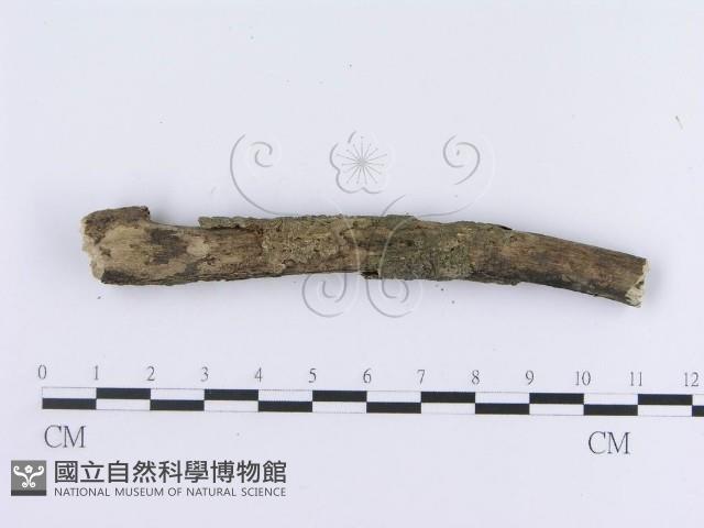 登錄號:F0012773藏品圖，第5張