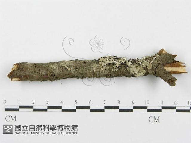 登錄號:F0015773藏品圖，第5張