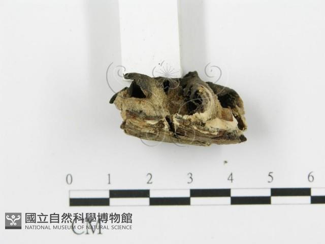 煙管菌藏品圖，第5張