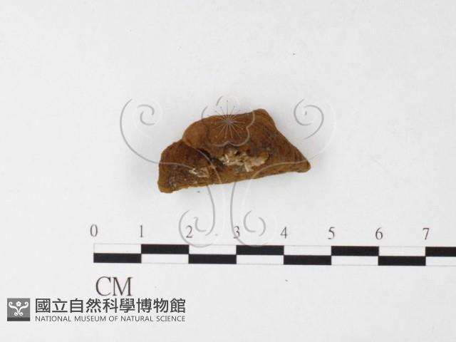 登錄號:F0026173藏品圖，第5張