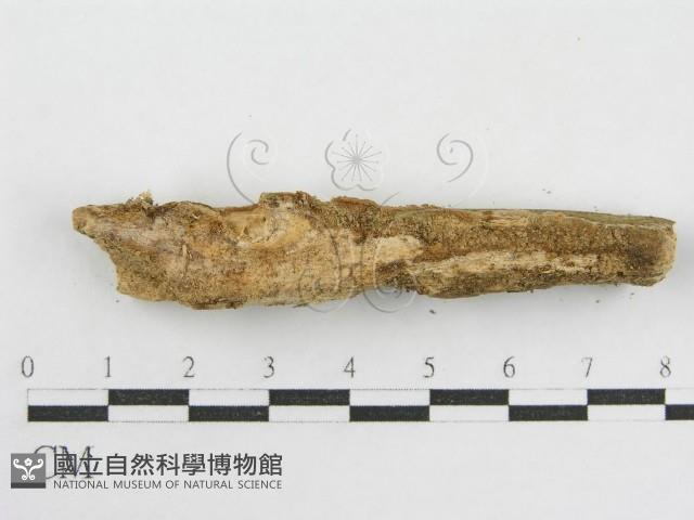 登錄號:F0012073藏品圖，第5張