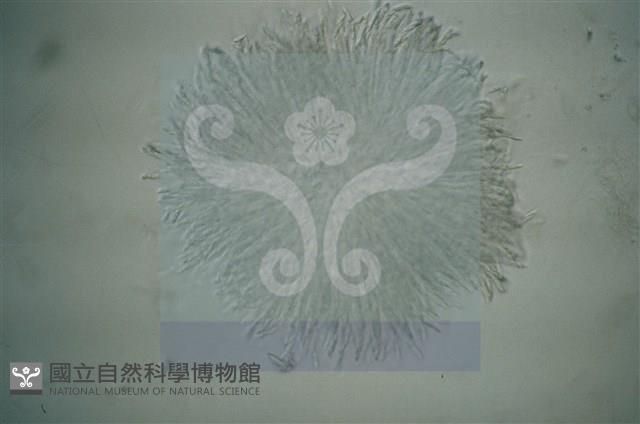 登錄號:F0012874藏品圖，第7張