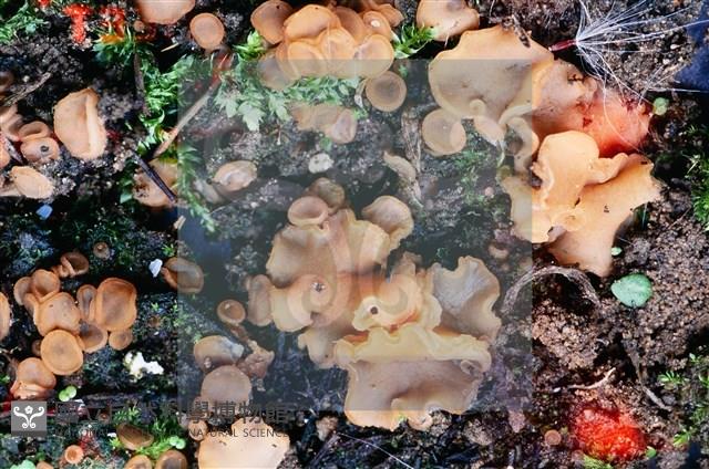 Accession Number:F0012872 Collection Image, Figure 6, Total 11 Figures