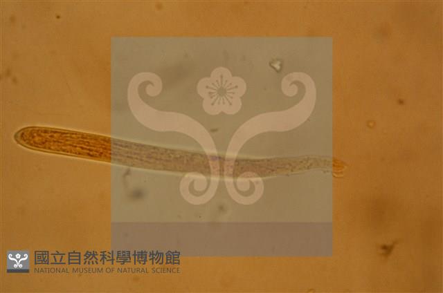 登錄號:F0012873藏品圖，第7張