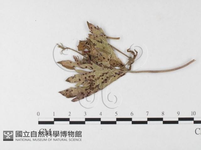 登錄號:F0026268藏品圖，第4張