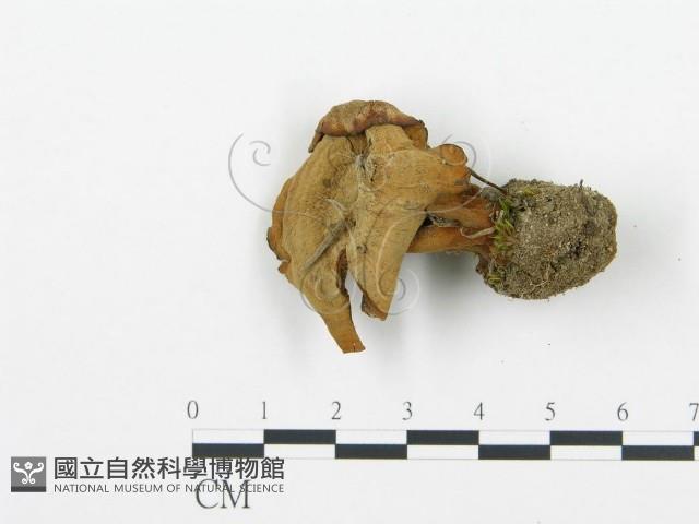 登錄號:F0018868藏品圖，第4張
