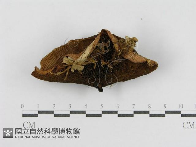 登錄號:F0004868藏品圖，第1張