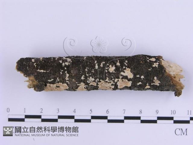 登錄號:F0017868藏品圖，第4張