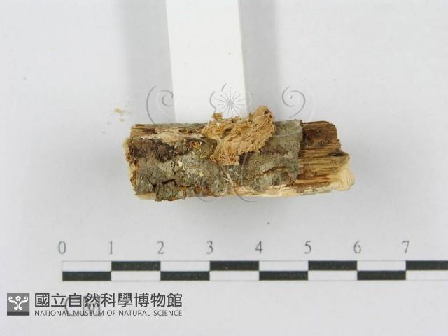 射脈菌屬藏品圖，第4張