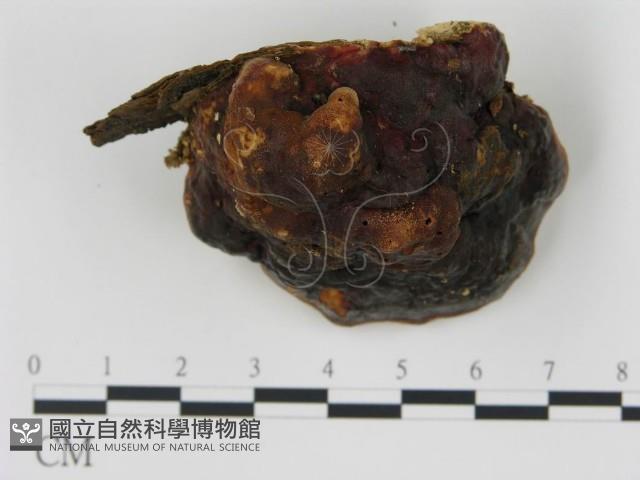 松生擬層孔菌藏品圖，第4張