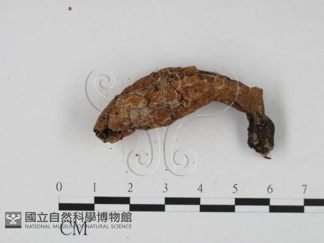 炭角菌屬藏品圖，第4張