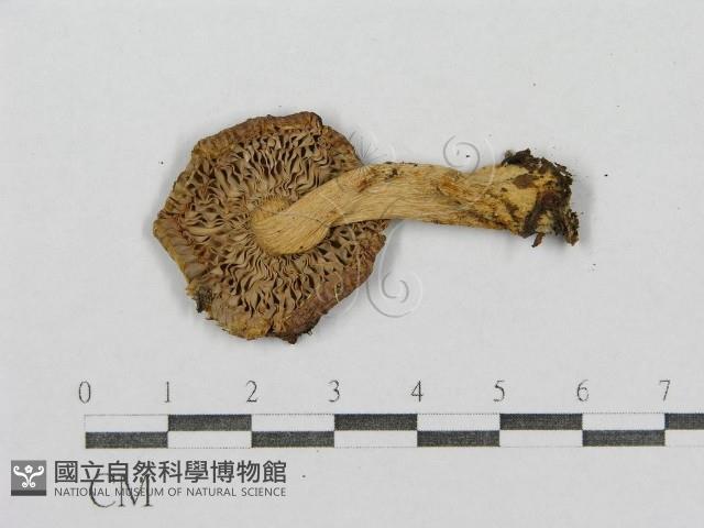 紅菇屬藏品圖，第4張