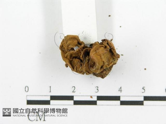 登錄號:F0012668藏品圖，第4張