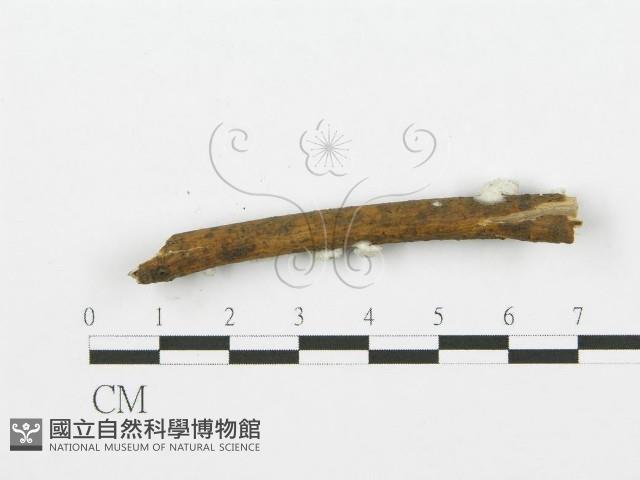 裂褶菌藏品圖，第4張